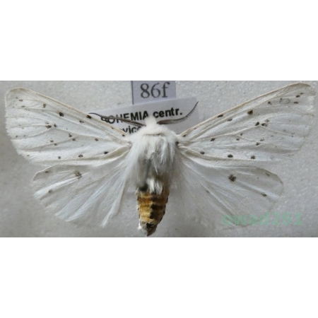 Spilosoma lubricipeda (Linnaeus, 1758) Szewnica miętówka Czech86f